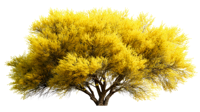 Yellow tree with vibrant leaves on a clear background