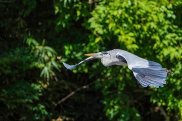 グリーンバックに悠然と飛ぶアオサギ