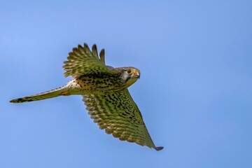 青空バックに獲物を求めて忙しく飛び回る繁殖期のチョウゲンボウ メス