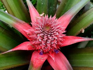 Exotic Pineapple Flower with Red Spiky Petals and Green Leaves