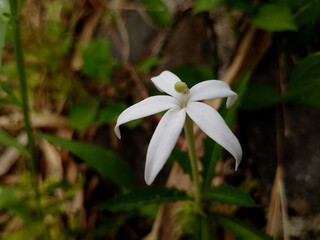 White Star-Shaped Wildflower Blooming in Nature