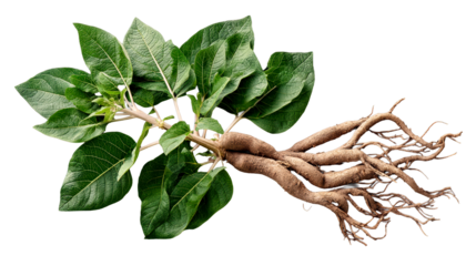 A root plant displays vibrant green leaves alongside its exposed roots