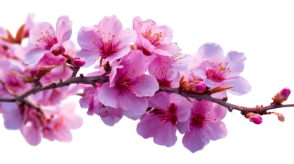 Bright pink cherry blossoms on a branch with transparent background