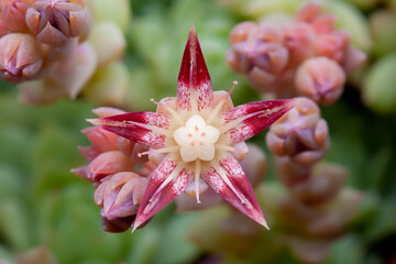 Succulent flower: Graptopetalum macdougallii