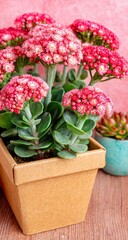 Pink flowers in a kraft paper pot, with succulent in background