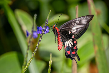 Common Rose - Atrophaneura aristolochiae, beautiful large black buttefly from Southeast Asian meadows and woodlands, Son Tra, Vietnam.