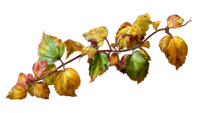 Colorful leaves of a branch showcasing autumn transformation