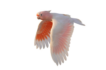 Beautiful flying Major Mitchell's Cockatoo isolated on transparent background png file	