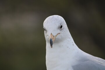 Plan rapproché d'une mouette qui regarde la caméra avec un arrière-plan flou