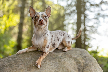 Chihuahua dog sitting on a rock in the forest.