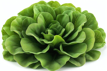 Fototapeta premium This fresh, vibrant green butter lettuce looks perfect on a white backdrop.