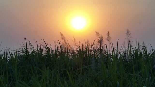 Golden hour sunset over a river and Kash grass field in rural Bangladesh &ndash; 4K drone footage