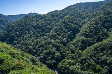綾町の照葉大吊橋上から見た景色