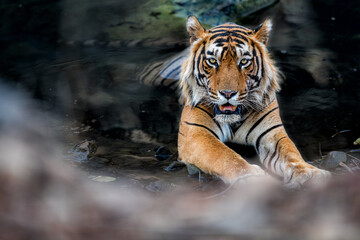Beautiful tiger in the nature habitat. Tiger pose in amazing light. Wildlife scene with wild...