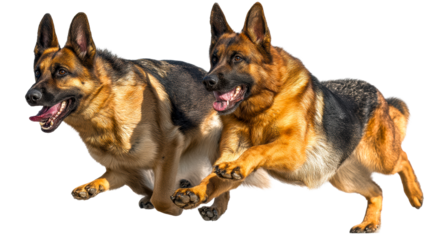 German shepherds joyfully playing in daylight