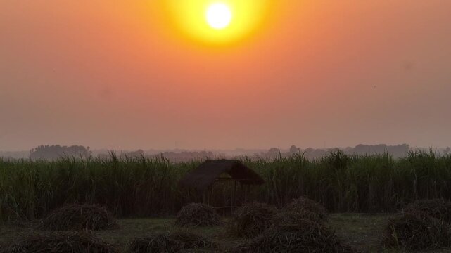 4K drone footage of sunset over a thatched hut in a Kash flower field on a river sandbar in rural Bangladesh