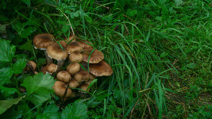 Cluster of brown mushrooms growing among lush green grass and foliage, showcasing the beauty of nature and the intricate details of the forest floor ecosystem