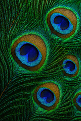 Obraz premium Peacock Feather Pattern: A captivating close-up reveals the intricate details and vibrant colors of a single peacock feather, showcasing its iridescent beauty and mesmerizing pattern.