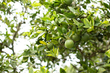 Vibrant Bright Green Lime Tree with citrus fruit growing in Florida