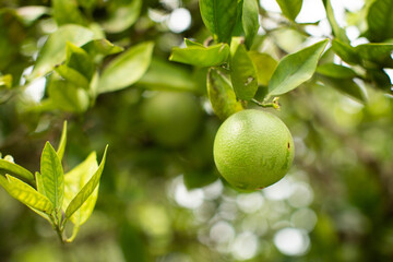 Vibrant Bright Green Closeup Lime Tree with citrus fruit growing in Florida
