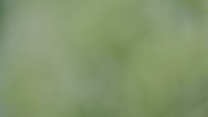 Abstract natural green and brown background, blurred green background image