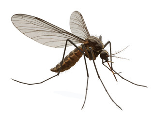 Fototapeta premium Menacing mosquito ready to strike with detailed wings and legs, vector illustration, pest control concept