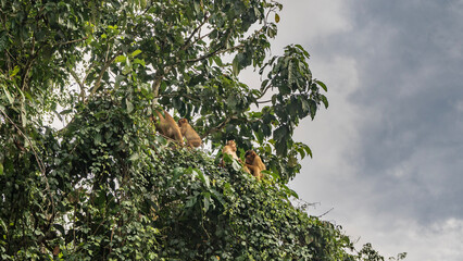 A family of wild monkeys sits on the branches of a tree, among the green foliage. Macaques take care of each other, clean their fur. Clouds in the sky. Malaysia. Borneo. Sandakan. Kinabatangan Reserve