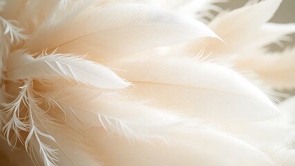 Soft and airy pampas grass texture with delicate feathery plumes in a close up view