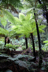 NZ Tree Ferns © john