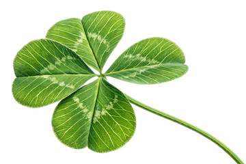 Obraz premium Five-leaf clover with visible leaf patterns and organic imperfections, isolated on a transparent background