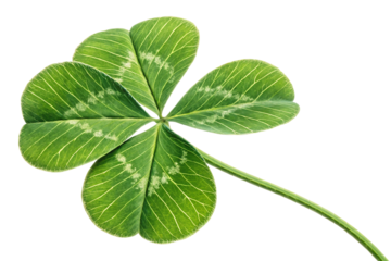 Five-leaf clover with visible leaf patterns and organic imperfections, isolated on a transparent background