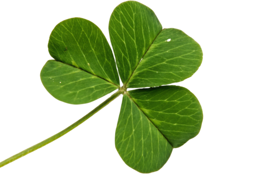 Four-leaf clover with detailed green veins and natural texture, isolated on a transparent background