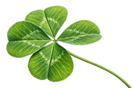 Five-leaf clover with visible leaf patterns and organic imperfections, isolated on a transparent background