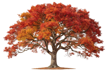 Autumn maple tree displaying vibrant red and orange fall foliage on spreading branches, isolated on a transparent background