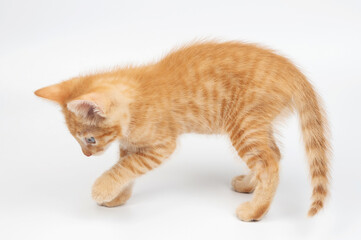 Walking on white studio small kitty