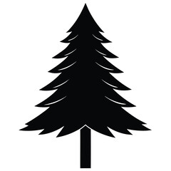 Fototapeta premium Silhouette of a Tall Evergreen Pine Tree