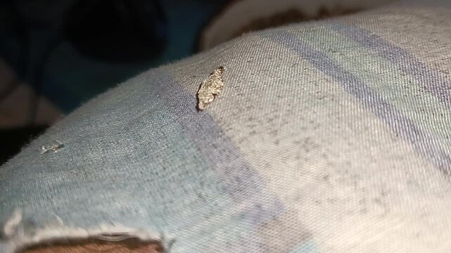 Bagworm, bagworm moth larva, or trash worm walking close up photo taken in malaysia
