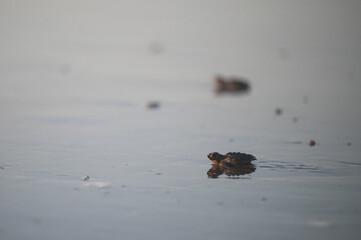 Fresh hatch sea turtle