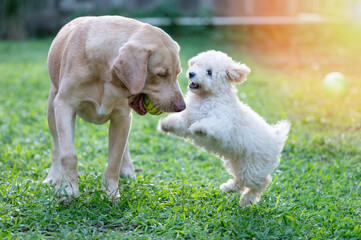 Poodle puppy chasing labrador