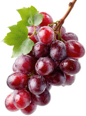 Fototapeta premium Close-up of a bunch of plump, red grapes with green leaves attached to a vine. Water droplets are visible on the grapes