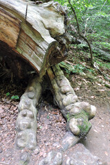 Long old crooked tree roots in the forest, a fallen tree,  dry brown leaves