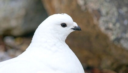 Close-up Portrait of a White Bird with Dark Eye and Beak, Soft Focus Background