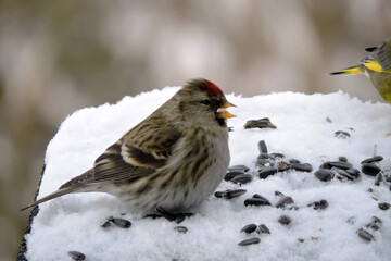 A portrait of a female common redpoll with a bright red patch on its forehead standing in snow with open beak, blurred background