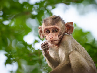 Brown little monkey or Macaca in the forest park making eye contact, staring and clenching his...