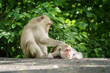 Portrait, Young monkey or Macaca lover, it love and care that is not far from body it happy, in natural forest park. Khao Ngu Stone Park, Ratchaburi, Thailand. Leave a blank and free space for text.