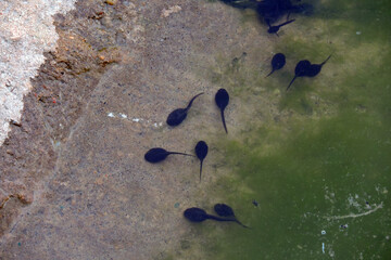 A group of black tadpoles swimming in water