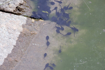 A group of black tadpoles swimming in water