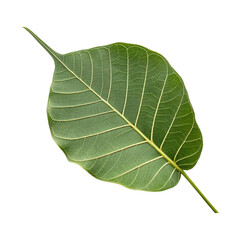 green leaf isolated on white background