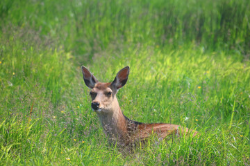 エゾシカ・野付半島（北海道・別海町）