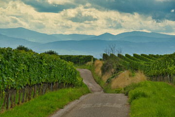 Landschaft bei Burkheim im Kaiserstuhl